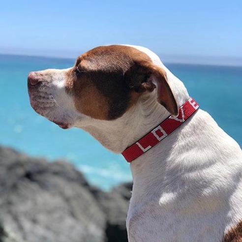 Love Beaded Dog Collar