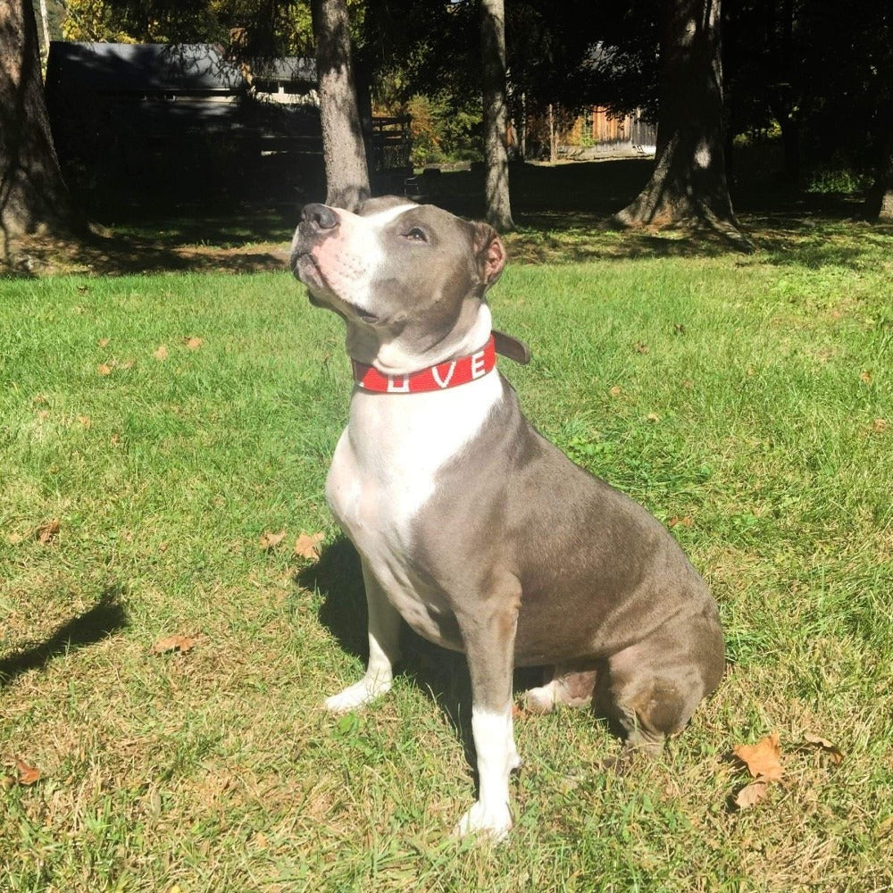 Love Beaded Dog Collar